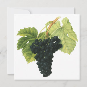 Raisin de vigne biologique rouge vin vintage, alim