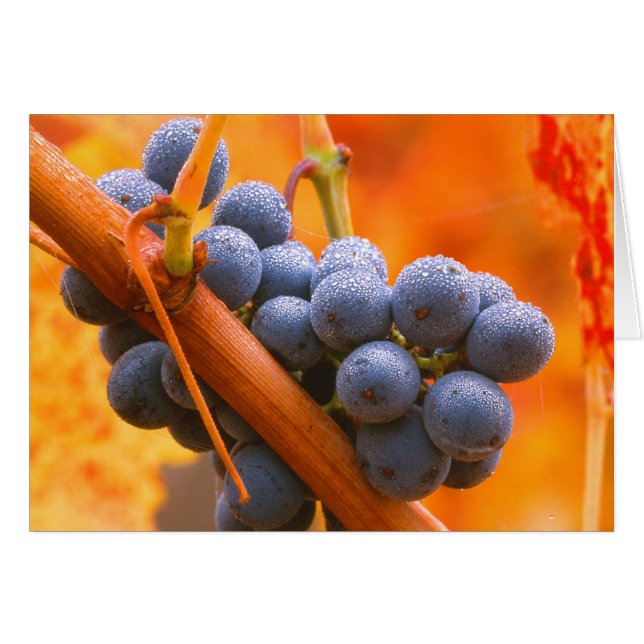 Raisin de vigne dans le vignoble (Devant horizontal)
