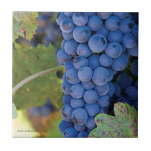 Raisins de vignoble du comté de Sonoma - carreau