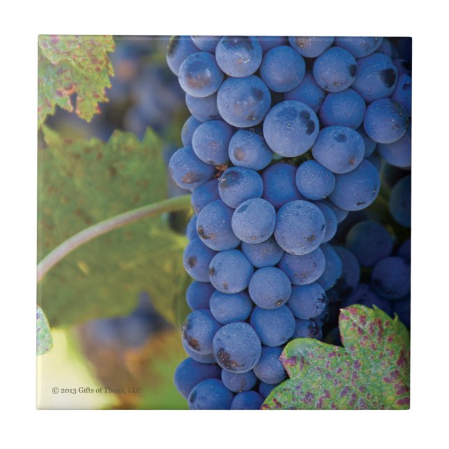 Raisins de vignoble du comté de Sonoma - carreau (Devant)