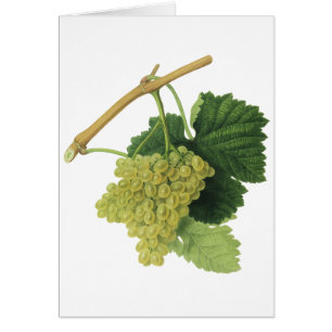 Raisins de vin blanc sur la vigne, fruits alimenta