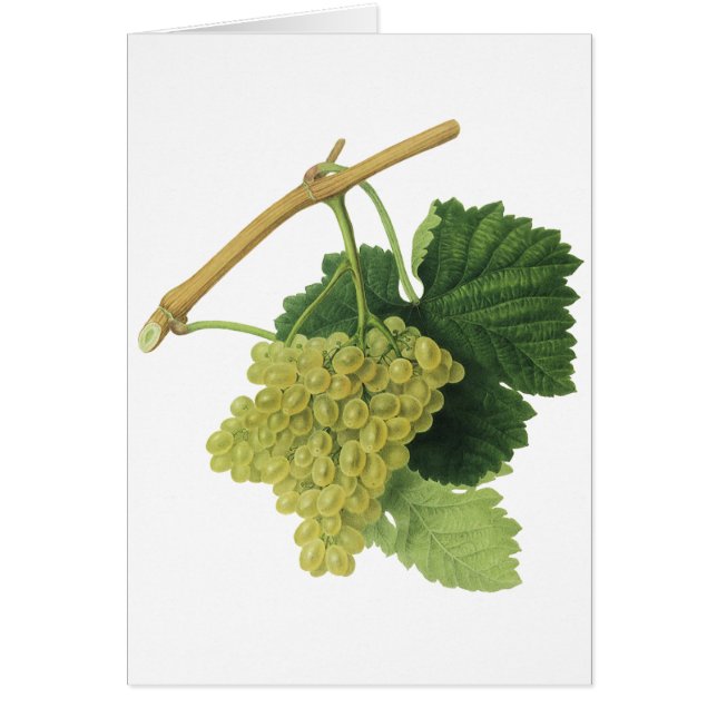 Raisins de vin blanc sur la vigne, fruits alimenta (Devant)