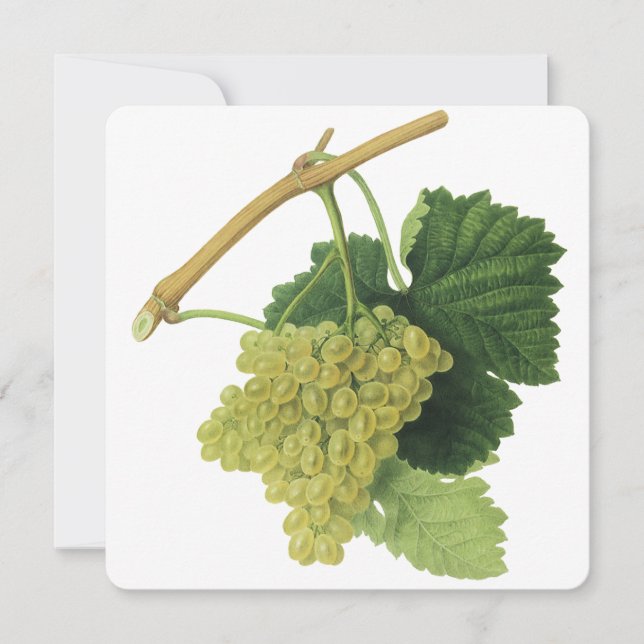 Raisins de vin blanc sur la vigne, fruits alimenta (Devant)