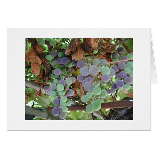 Raisins en août (Devant horizontal)