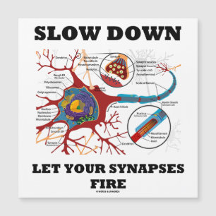 Ralentissez Laissez Vos Synapses Incendies Neurops