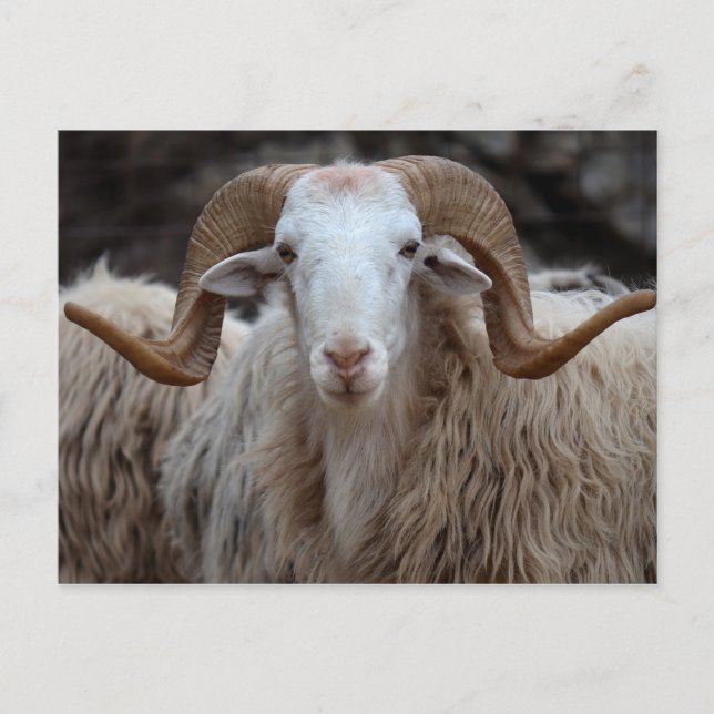 Ram - Carte postale animale (Devant)