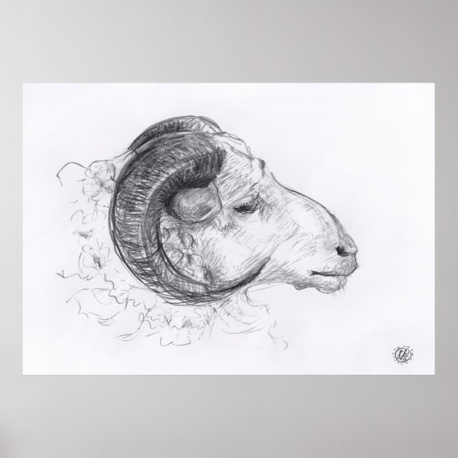 Ram - Dessin original - Poster (Devant)