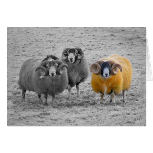 RAM écossaises (Devant horizontal)