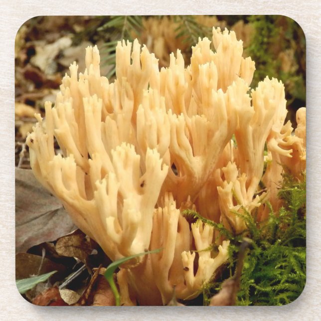Ramaria stricta Fungi Dessous de verre en plastiqu (Devant)