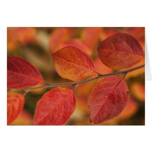 Rameau recouvert de feuilles d'automne (Devant horizontal)