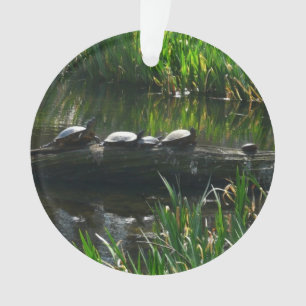 Rangée de tortues Green Nature Photo