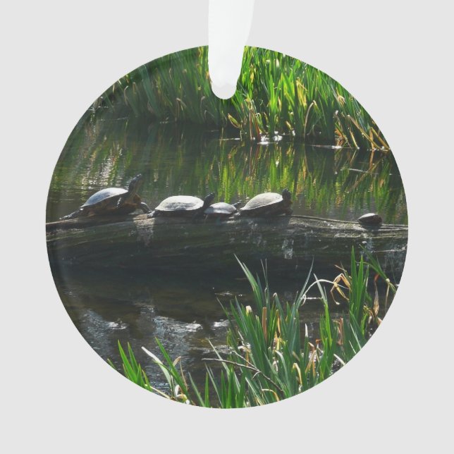 Rangée de tortues Green Nature Photo (devant)
