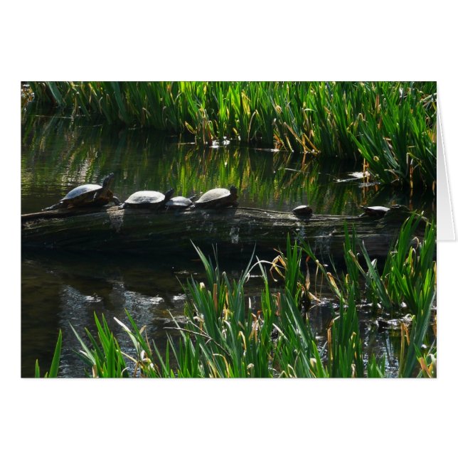 Rangée de tortues photo de la nature verte (Devant horizontal)