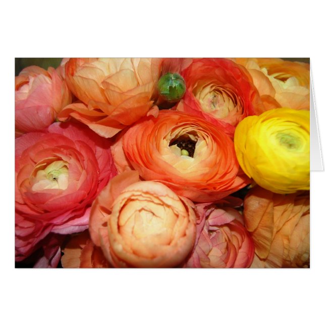 Ranunculus (Devant horizontal)