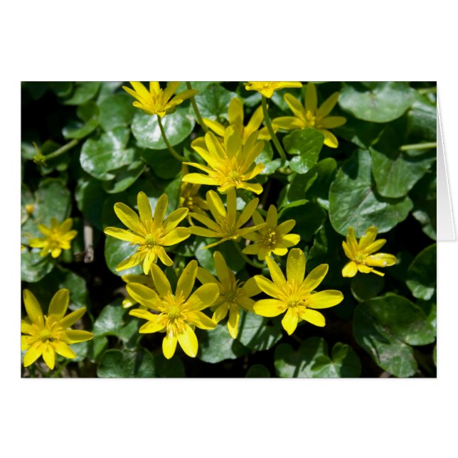 Ranunculus ficaria (Devant horizontal)