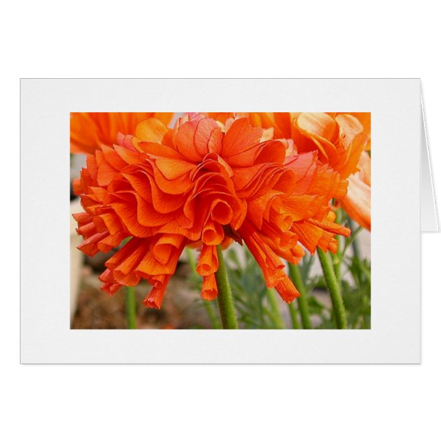 Ranunculus hérissé (Devant horizontal)