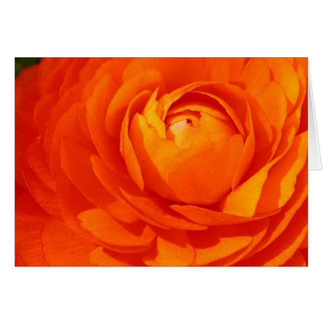 Ranunculus orange (Devant horizontal)