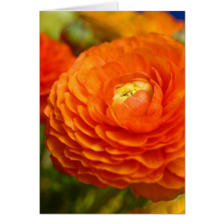 ranunculus orange