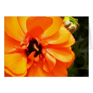 Ranunculus orange avec le centre noir