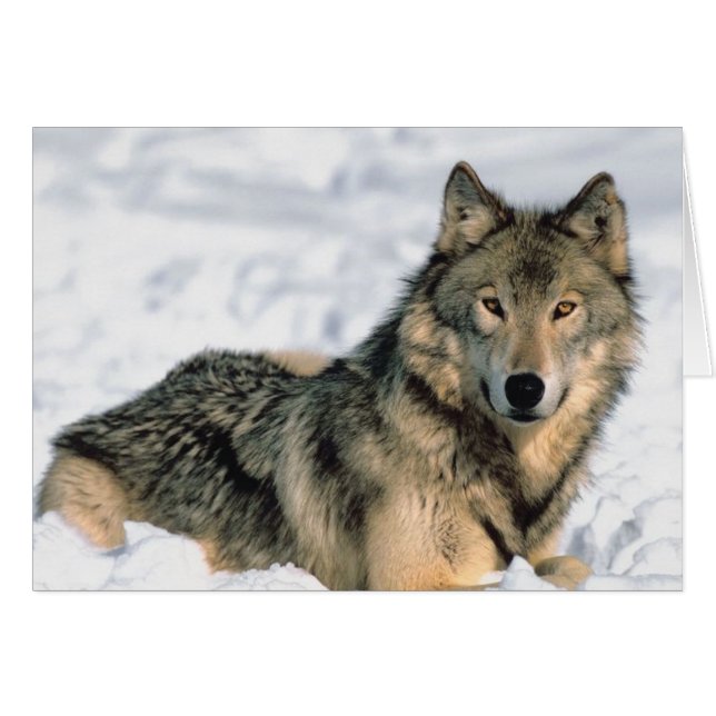 Rappeler le loup (Devant horizontal)