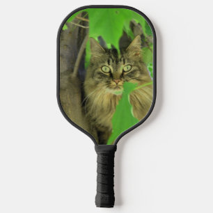 Raquette De Pickleball Chat Maine Coon dans l'arbre