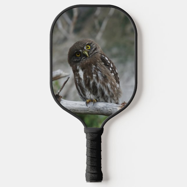 Raquette De Pickleball Chouette pygmée du Nord (Recto)