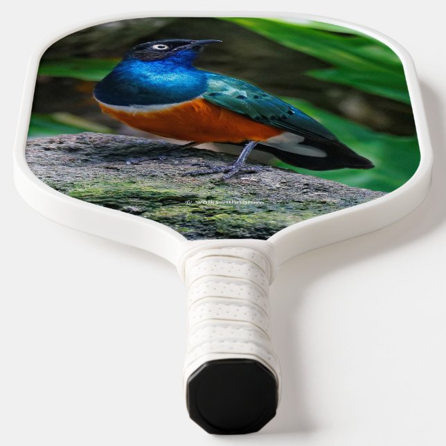 Raquette De Pickleball Magnifique oiseau chanteur Starling Africain (Poser)
