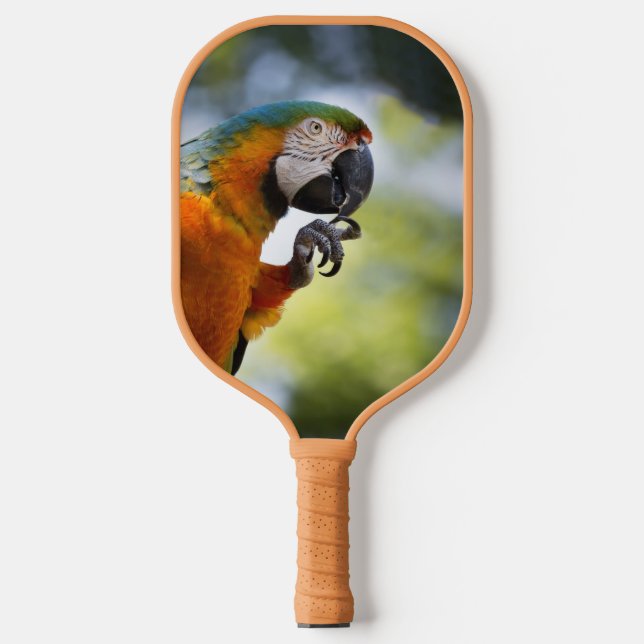Raquette De Pickleball Paddle de Pickleball Macaw bleu et orange (Recto)