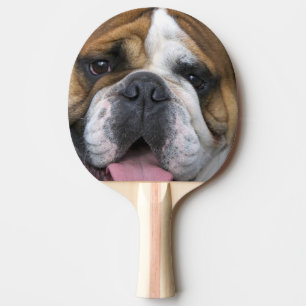 Raquette De Ping Pong A English bulldog en Belgique.