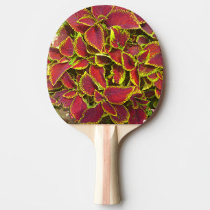 Raquette de ping pong à fleur de coléus rouge