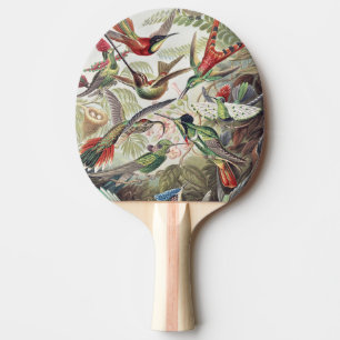 Raquette De Ping Pong Affiche vintage colorée d'Ernst Haeckel sur les co
