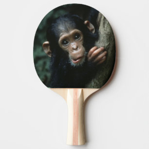 Raquette De Ping Pong Afrique, Afrique de l'Est, Tanzanie, Gombe Nationa