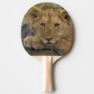 Raquette De Ping Pong Afrique, Kenya. Portrait d'un lion.
