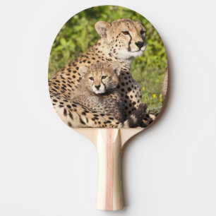 Raquette De Ping Pong Afrique. Tanzanie. Guépère mère et petits 2