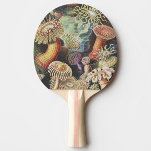 Raquette De Ping Pong Anémones de mer, Actiniae Seeanemonen Ernst Haeck