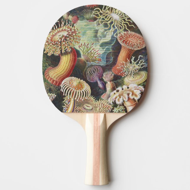 Raquette De Ping Pong Anémones de mer, Actiniae Seeanemonen Ernst Haecke (Devant)