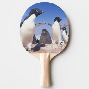 Raquette De Ping Pong Antarctique, Manchot Adélie Pygoscelis