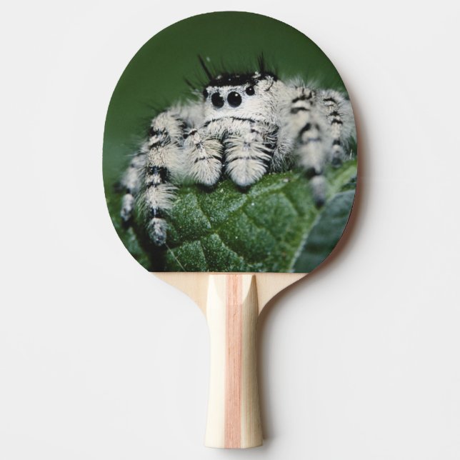 Raquette De Ping Pong Araignée sauteuse Metaphid (Devant)