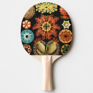 Raquette De Ping Pong Ascidiae, Seescheiden Marine Life par Ernst Haecke