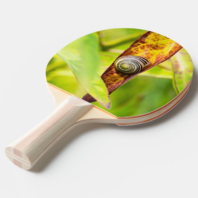 Raquette De Ping Pong attachement calme (Dos Angle)