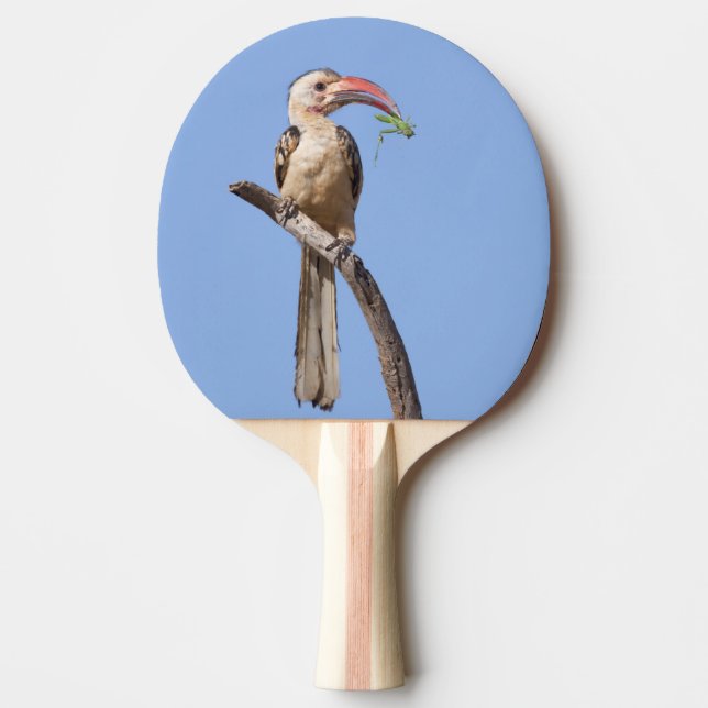 Raquette De Ping Pong Bécasseau à bec rouge (Devant)