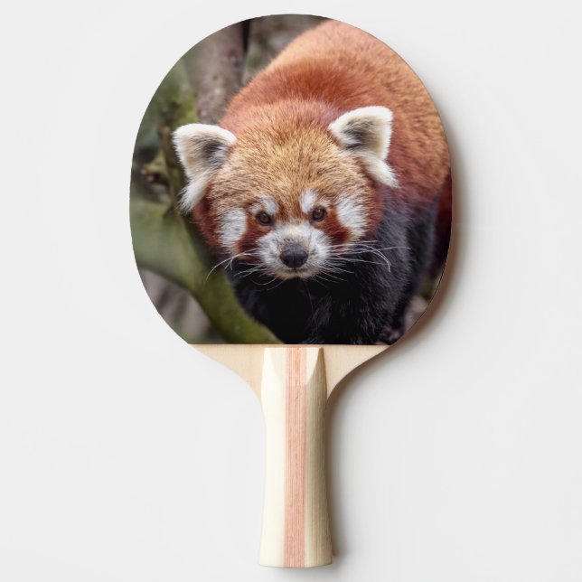 Raquette De Ping Pong Belle Panda roux sur une branche (Devant)