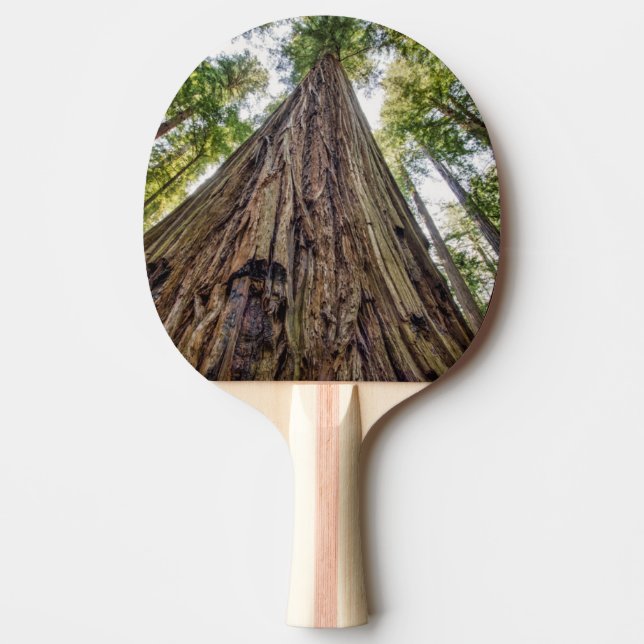 Raquette De Ping Pong Bois de Roosevelt (Devant)