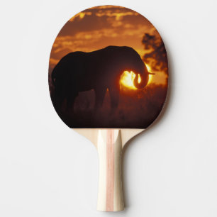 Raquette De Ping Pong Botswana, parc national de Chobe, éléphant mâle