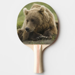 Raquette De Ping Pong Brown bear ou Coastal Grizzly Bear, Ursus