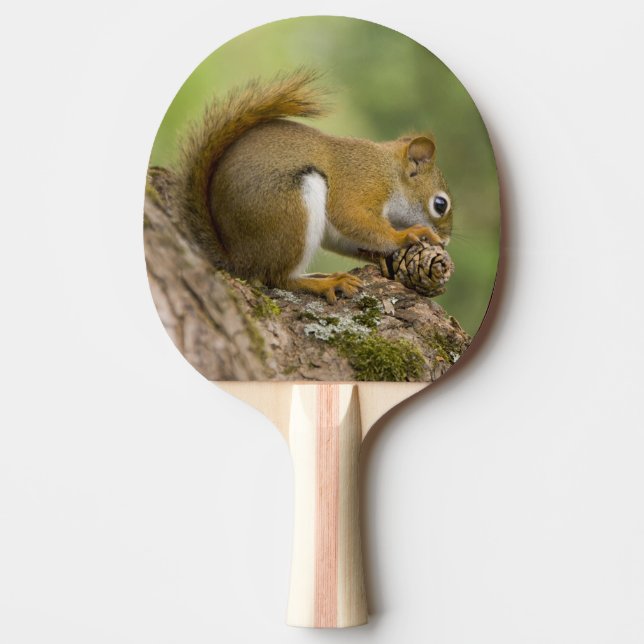 Raquette De Ping Pong Canada, Nouvelle-Écosse, Halifax. Jardins publics, (Devant)