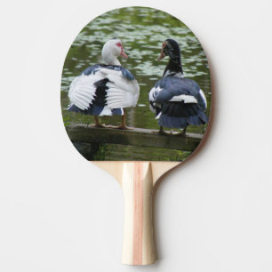 Raquette De Ping Pong Canards Muscaves Assis Sur Une Pagaie D'Ornement