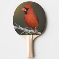 Cardinal rouge, Cardinalis cardinalis, mâle