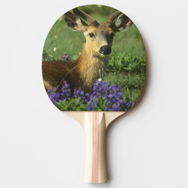 Raquette De Ping Pong Cerf à queue noire, Odocoileus hemionus (Devant)