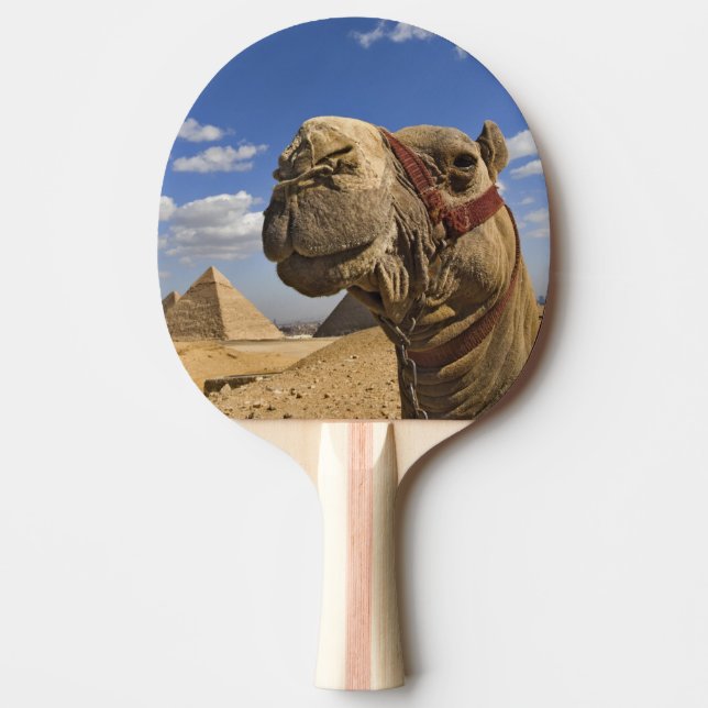Raquette De Ping Pong Chameau devant les pyramides de Gizeh, Égypte, (Devant)